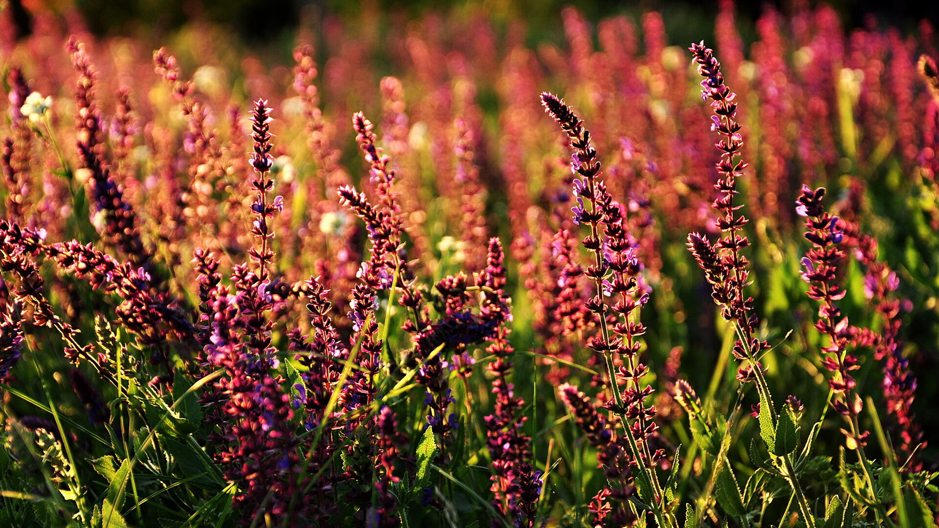 “足球场馆灯光系统升级，夜间比赛更精彩”，足球场灯光要求