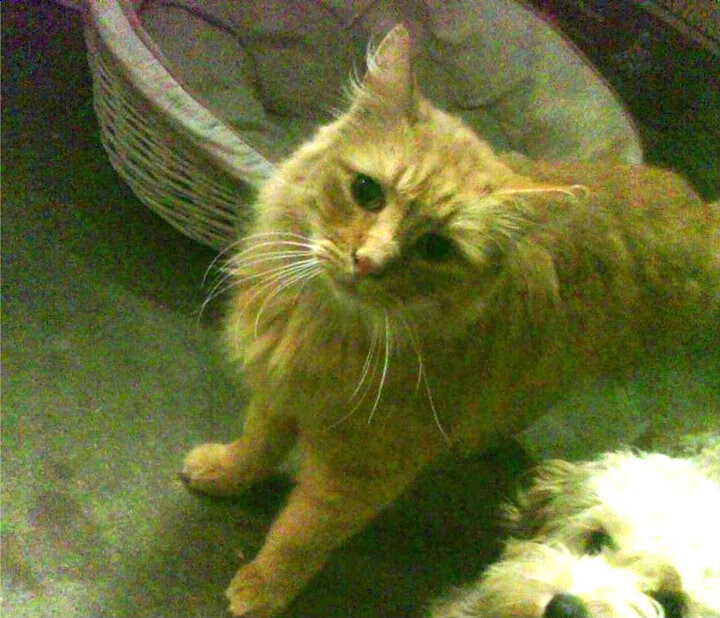 爱游戏在线娱乐官网-【运动员成长】从新手到冠军：丁俊晖的训练理念与心路历程，丁俊晖是如何练成的